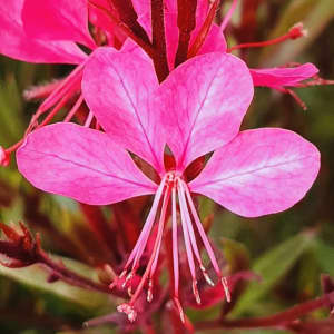 Gaura pixi pink plants