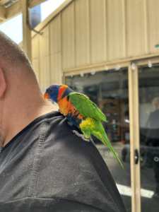 Hand raised and tamed red collared lorikeet
