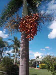 Fox Tail Palm Seed Fresh Still On Tree 