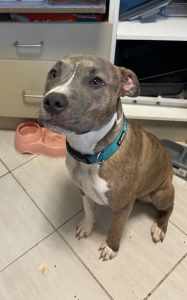 MEET STORM - A BEAUTIFUL 9 MONTH OLD MALE AMERICAN STAFFY PUP