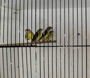Green Singer Finches, Females only 