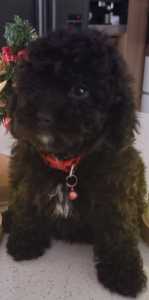 Pure Toy Poodle last one 