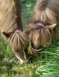2 miniature pony mares