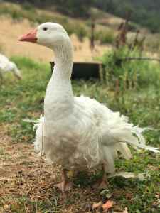 Sebastopol Geese for sale (SOLD pending pickup)