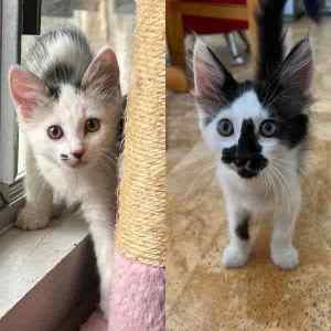 Kenzie & Lochie- Perth Animal Rescue inc vet work cat/kitten