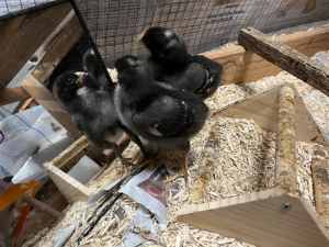 Unsexed Pure breed bared rock Plymouth chicks
