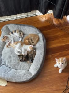 8 WEEK OLD KITTENS FOR SALE