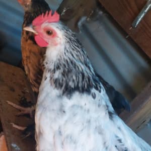 2 x 9 week roos to find a home Australorp x bantam