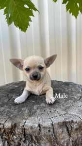 1 male chihuahua puppy - ready to go to their forever homes