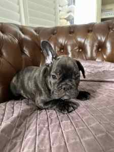 Pure Breed French Bulldog For Adoption / Parents Cleared DNA Tested 