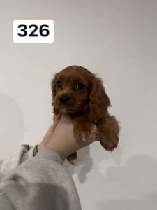 F1 Toy Cavoodle puppies MALES ONLY (TEACUP)