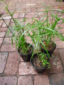 Umbrella grass (Cyperus Alternifolius) advanced, 3 pots for sale