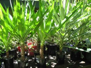Beautiful yacca/yukka plants, discounts for multi-purchases