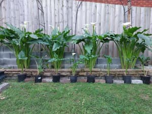 12cm potted calla lily indoor outdoor or pond plant