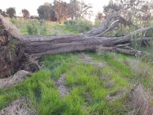 Western Australian Sheoak tree