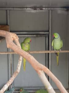 Breeding Pair of Pure Green Indian Ringnecks Available