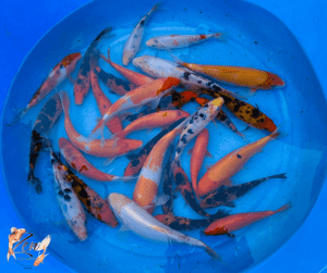 Wholesale price Japanese Koi Fish 