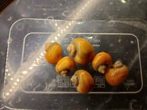Baby gold mystery snails for sale (read add description)