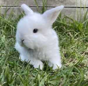 Netherland Dwarf Baby Bunny Rabbit, Very healthy and friendly.