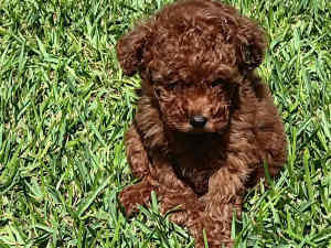 Toy Red Poodle Pups