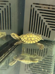 Baby Shortneck Turtles AVAILABLE NOW