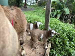 Doeling Goats 