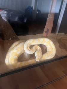 Albino python with enclosure friendly