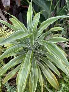 Dracaena Deremensis plant - white stripe - free