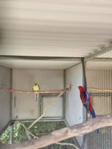 Rosella clean out