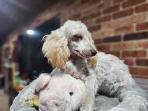 Toy poodles 6.months reduced and chocolate