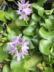 Flowering water Lilly floating plant (Large)
