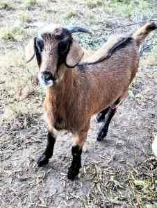 Australian Miniature Goats for sale 