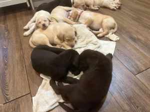 Gold Labrador Puppies