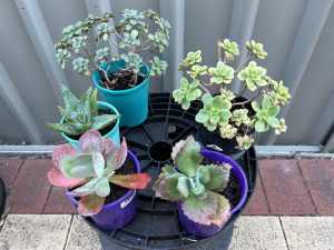 Succulents with the stand bundle sale - $15 for the lot