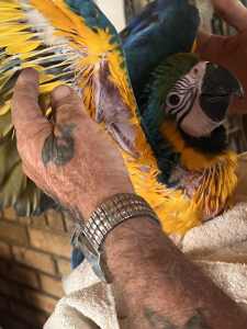 Hand Reared Macaw Baby