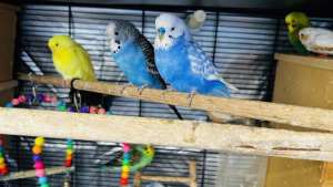 Budgies & Finches for sale