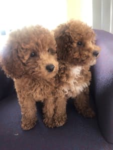 Beautiful Cavoodle Puppies