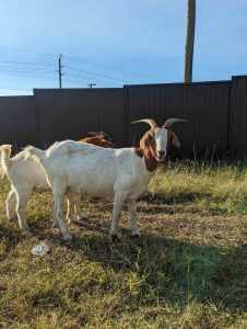 Boer goat mum and kid buck