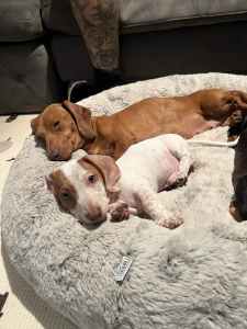 Mini dachshund puppies *READY NOW LAST BOY*