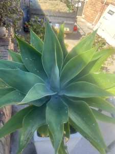 Well established agave growing in tall ceramic, glazed pot