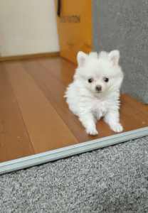 Small 10 week old White/Cream Pomeranian Puppy