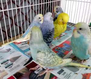 Baby budgies ready to go new home
