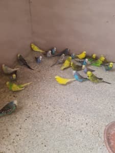 show budgies for sale 