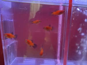 Baby Platties / red wag tail / 2-cm / (6) available