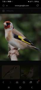 goldfinches European greenfinch 
