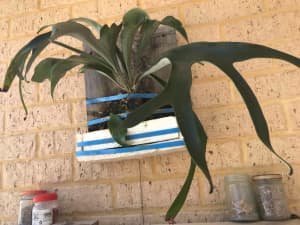 Exchange Elkhorn and large pothos plant for a Staghorn Plant