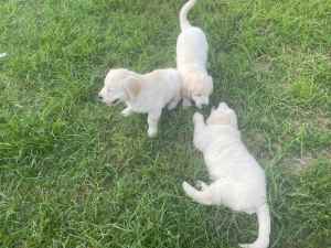 White Golden Retriever Puppies
