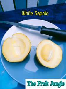 White Sapote - Golden Globe Grafted Fruit Tree - Large size