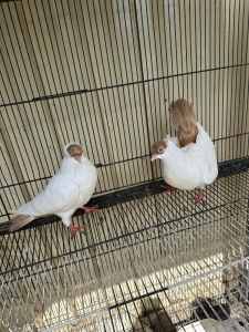 Pigeons for sale different price