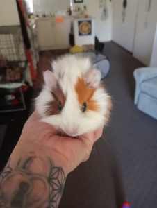 1 month old, Long hair (peruvian( Baby girl guinea pig